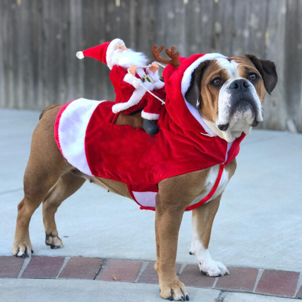 Hunde Weihnachtskostüm Weihnachtsmann Festliches Outfit für Hunde 6