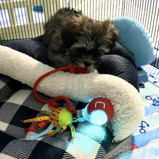 Interaktives Hundespielzeug mit Rollenden Bällen für Beschäftigung und Intelligenz 2
